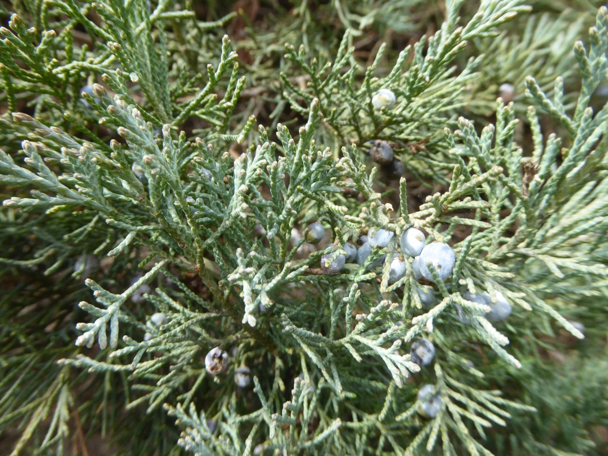 Juniperus virginiana 'Tripartita' - Dresden - 2017
