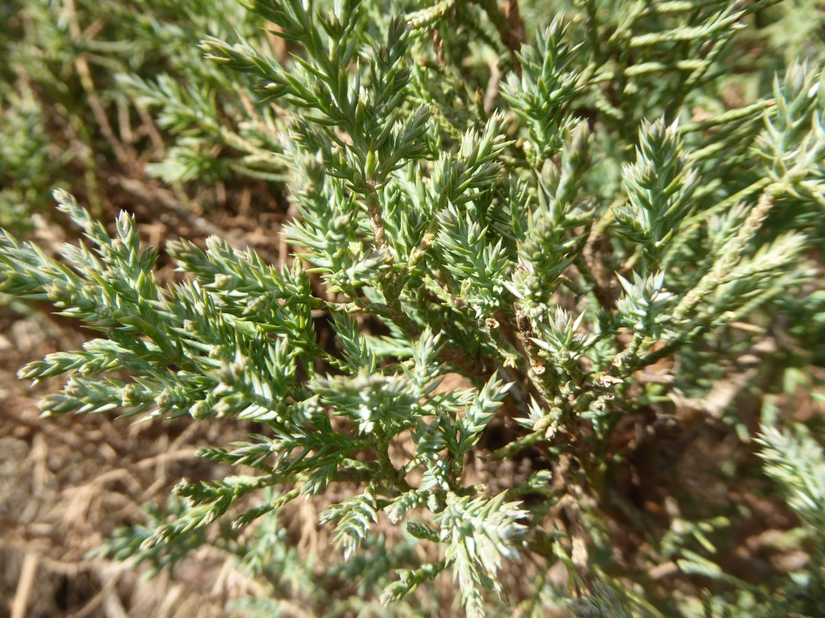 Juniperus virginiana 'Tripartita' - Dresden - 2017