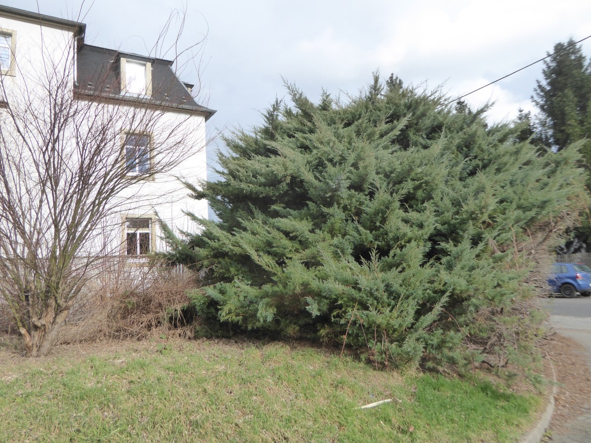 Juniperus virginiana 'Tripartita' - Dresden - 2017