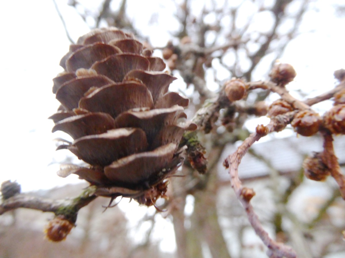 Larix kaempferi 'Diana' - Dresden - 2017