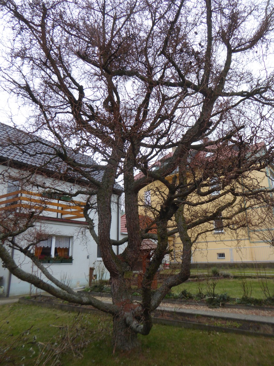 Larix kaempferi 'Diana' - Dresden - 2017