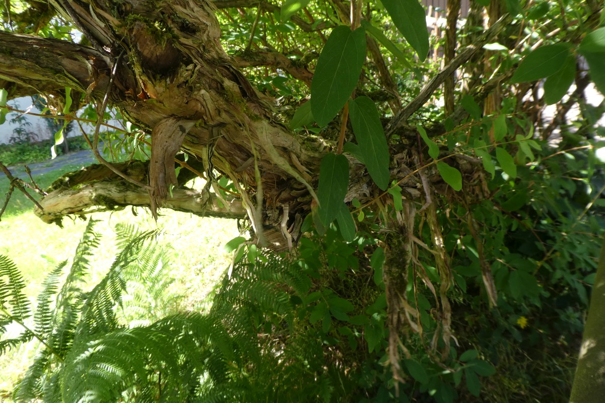 Lonicera caerulea - Oybin - 2018