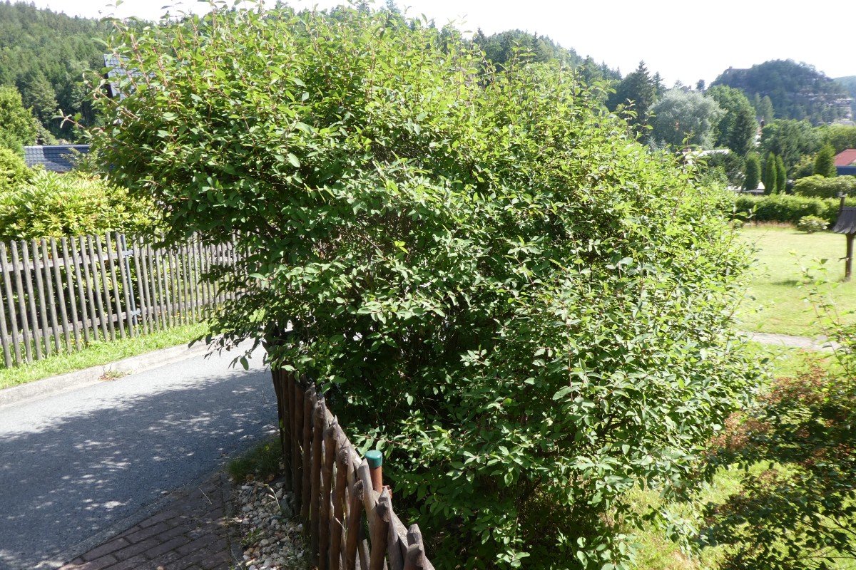 Lonicera caerulea - Oybin - 2018