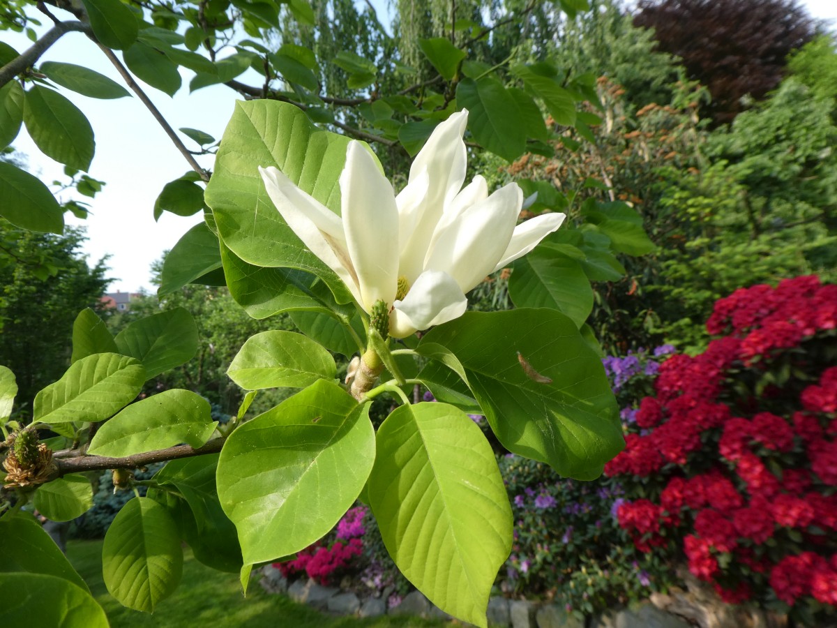 Magnolia 'Yellow River' - Borna - 2018