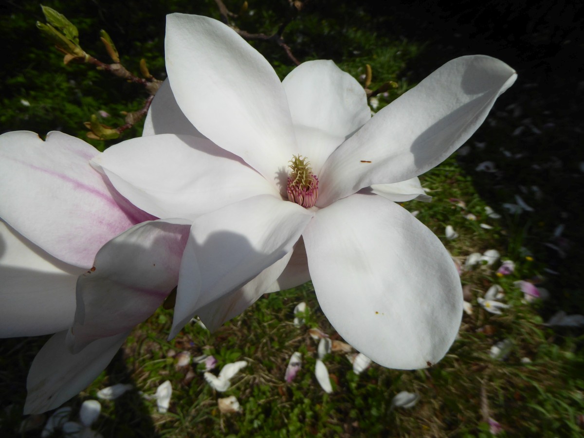 Magnolia × soulangeana 'Alba Superba' - Limbach-Oberfrohna - 2017