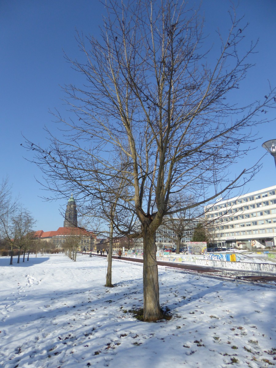Magnolia kobus var. kobus - Dresden - 2017