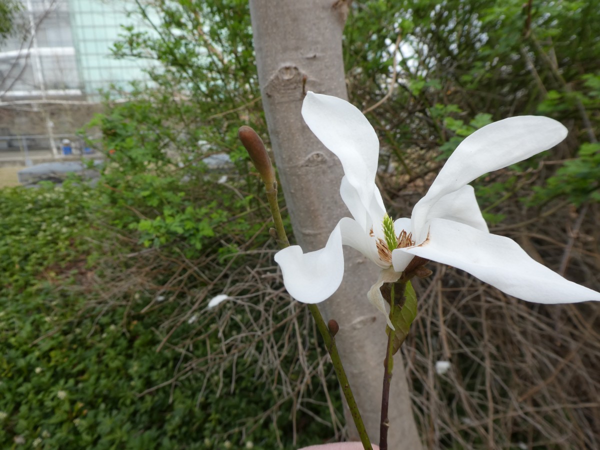 Magnolia salicifolia - Dresden - 2018