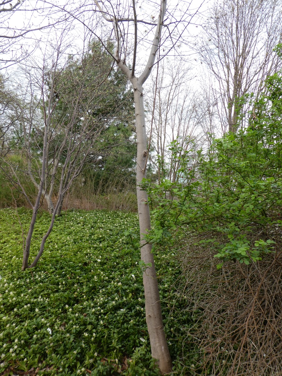 Magnolia salicifolia - Dresden - 2018