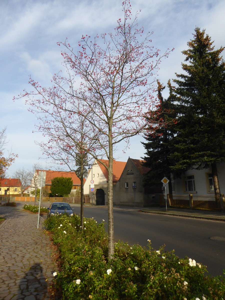 Malus 'Butterball' - Dresden - 2017