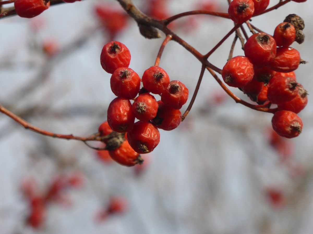 Malus 'Butterball' - Dresden - 2017
