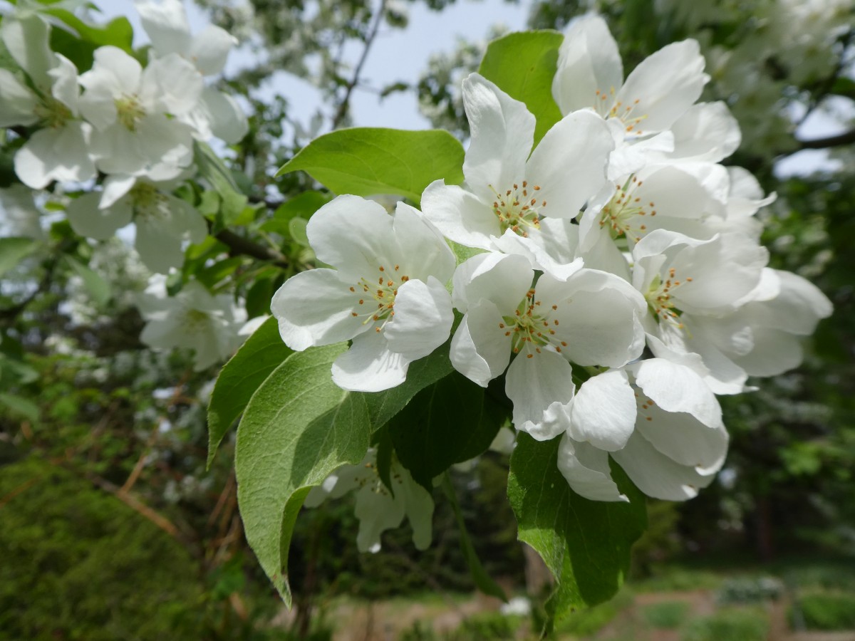 Malus baccata var. mandshurica - Dresden - 2018
