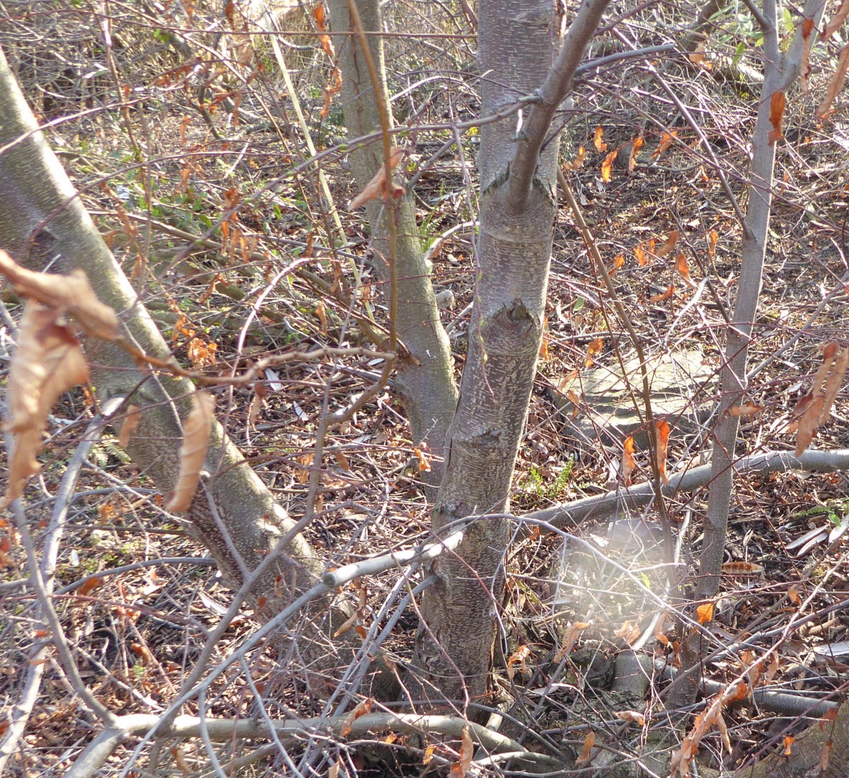 Nothofagus obliqua - Dresden - 2019