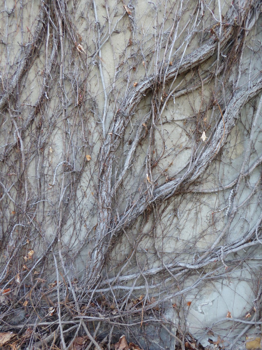 Parthenocissus tricuspidata 'Veitchii' - Dresden - 2019