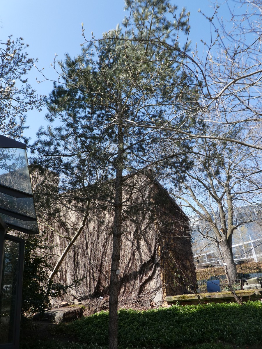 Pinus edulis - Dresden - 2018