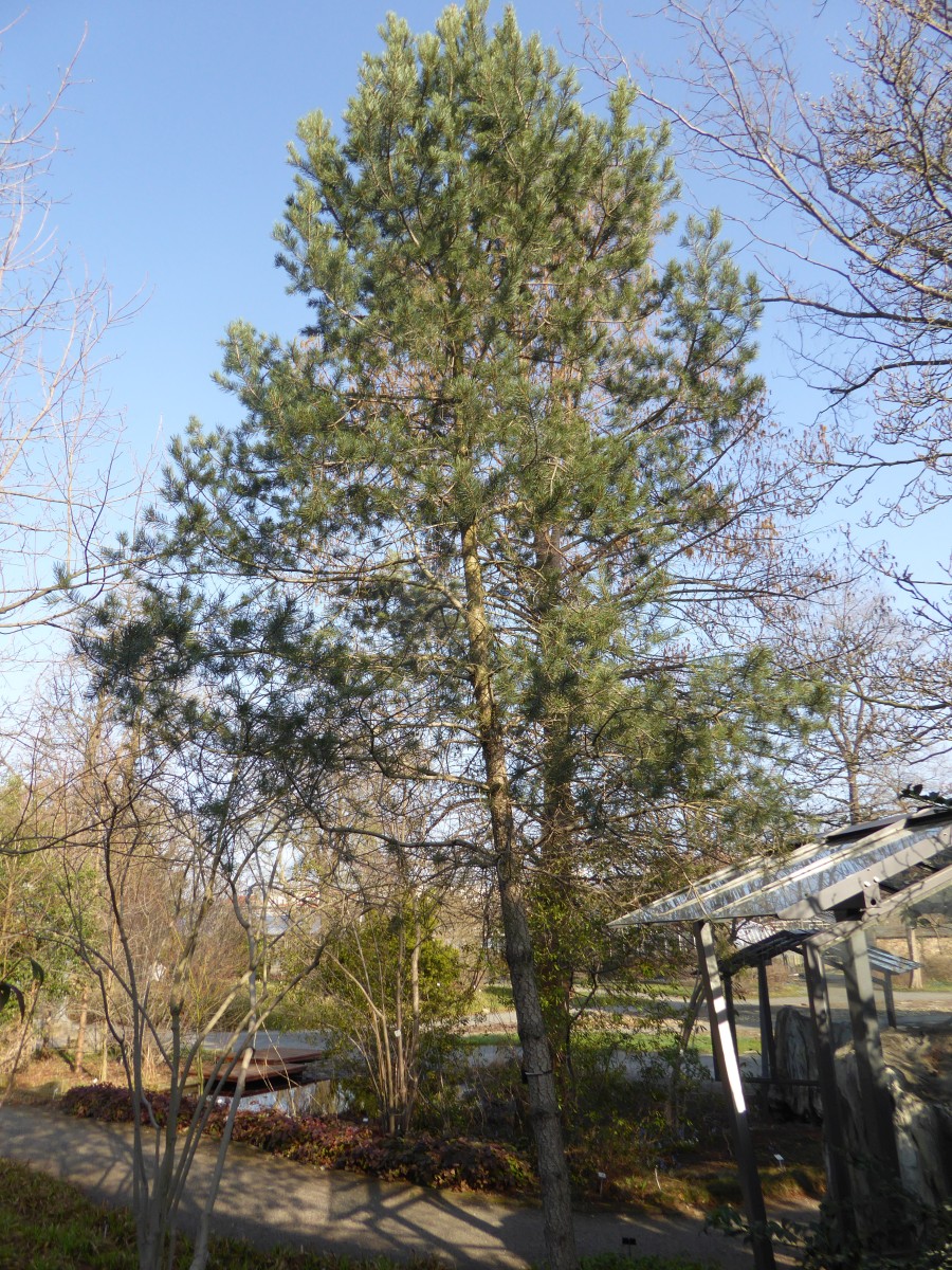 Pinus edulis - Dresden - 2019