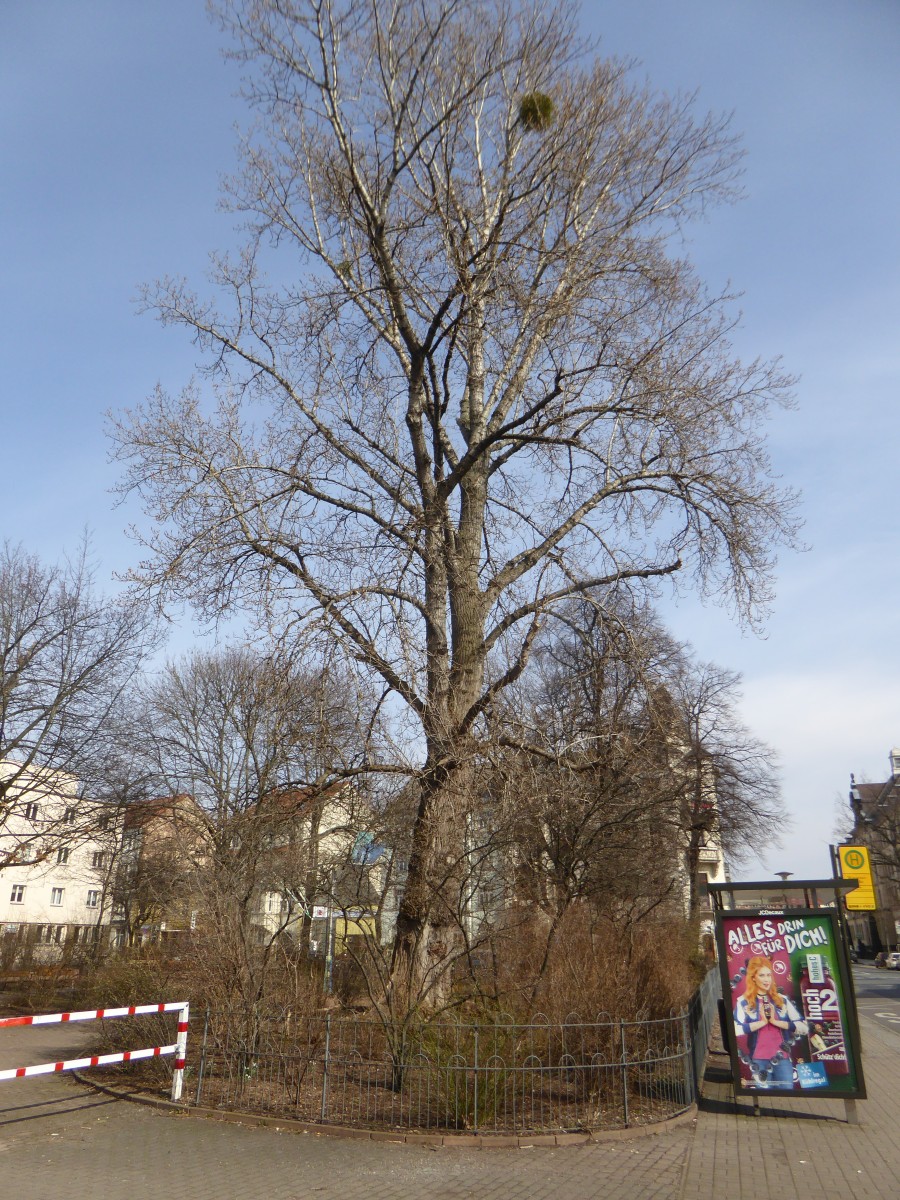 Populus × berolinensis - Dresden - 2017