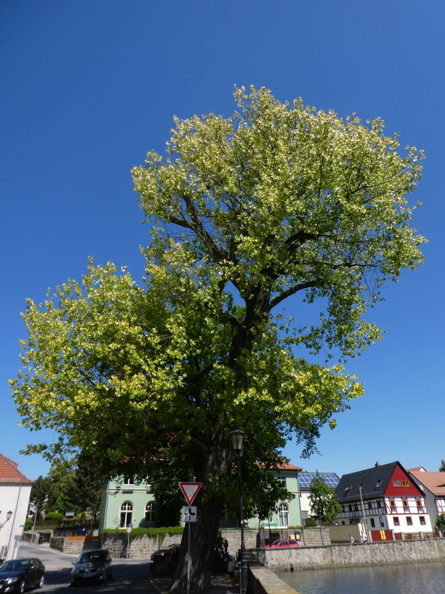 Populus × canadensis 'Aurea' - Dresden - 2018