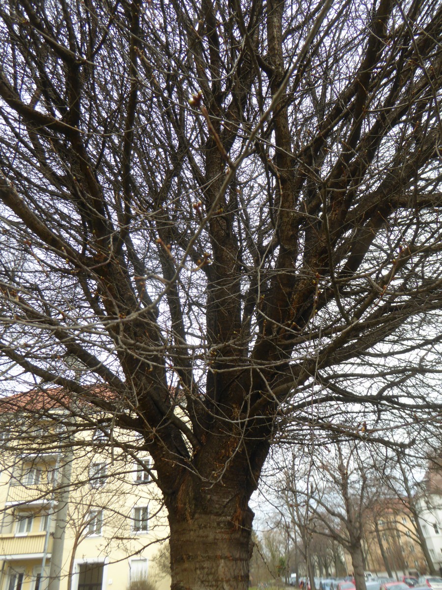 Prunus × eminens 'Umbraculifera' - Dresden - 2017