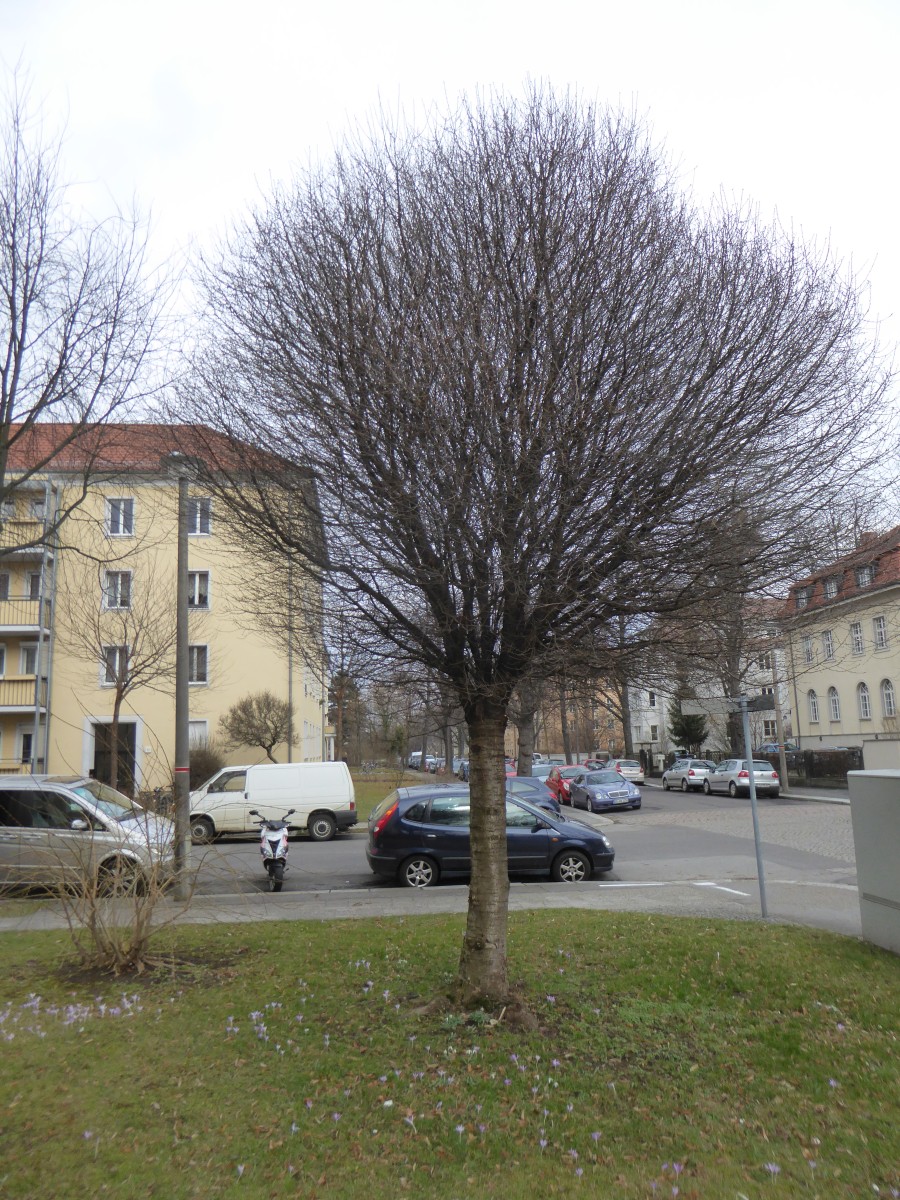 Prunus × eminens 'Umbraculifera' - Dresden - 2017