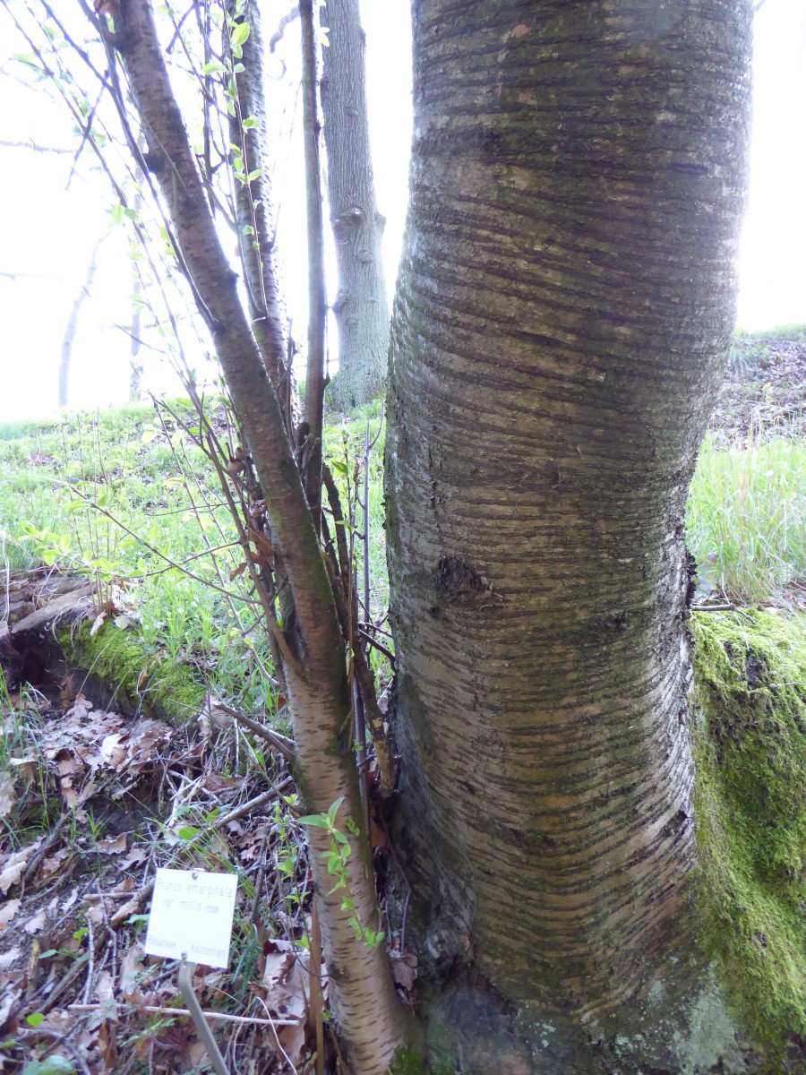 Prunus emarginata var. mollis - Tharandt - 2016