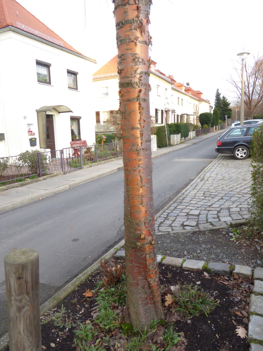 Prunus maackii - Dresden - 2016
