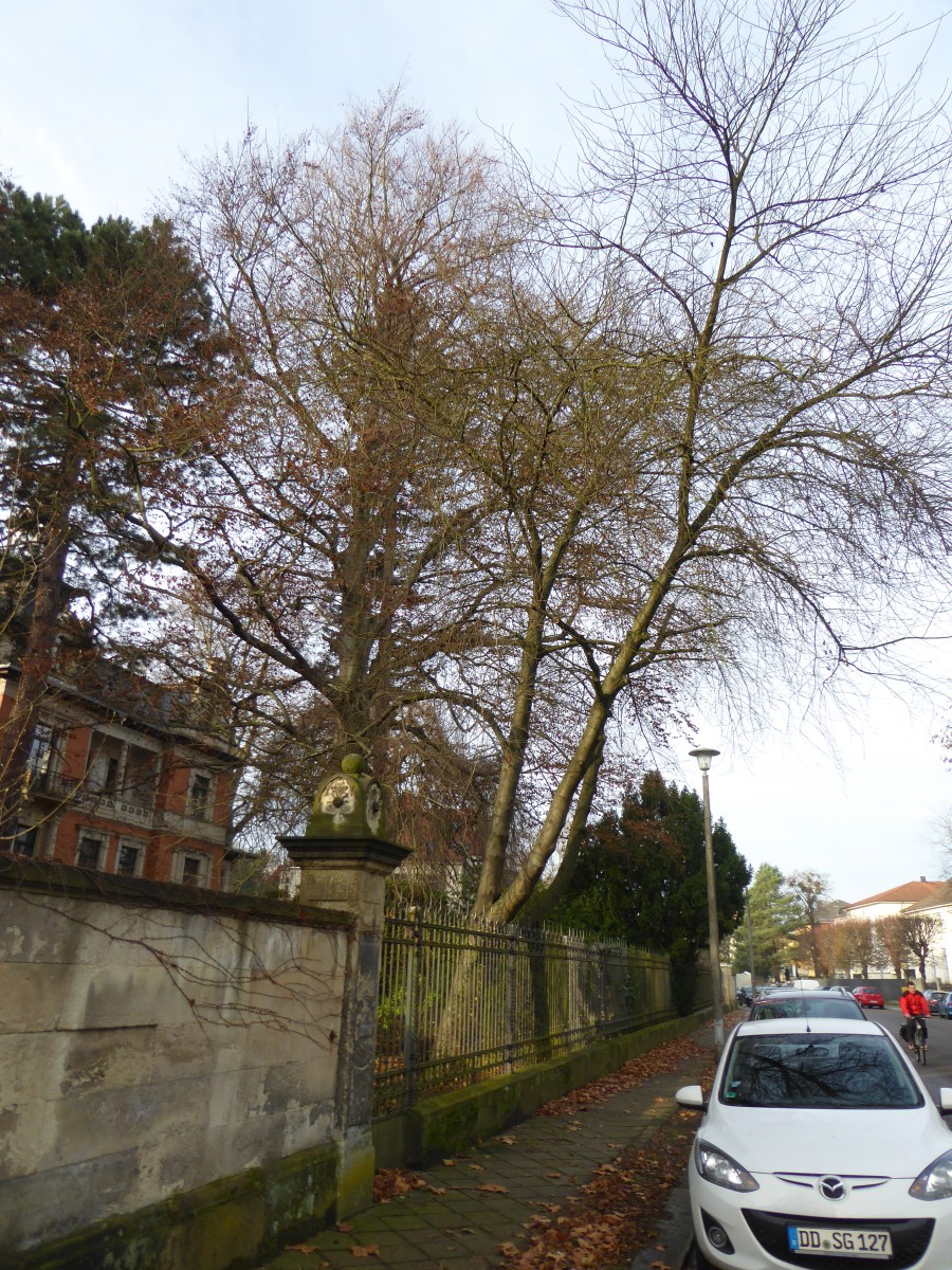 Prunus padus - Dresden - 2016