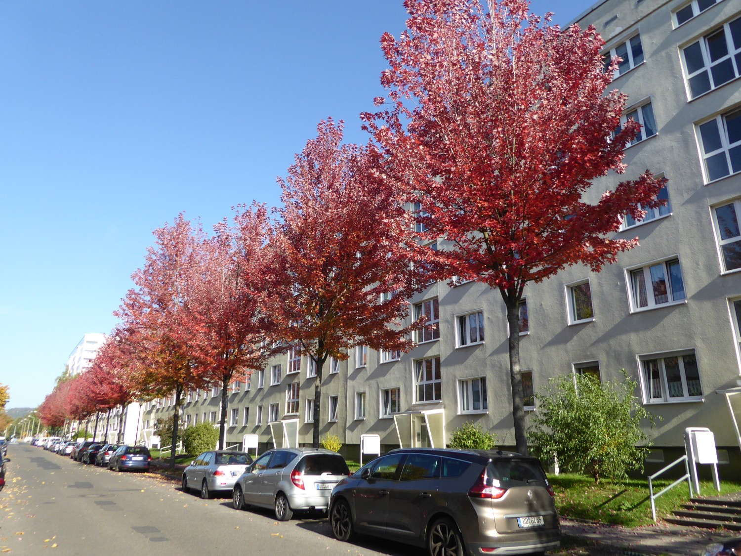 Acer × freemanii 'Autumn Blaze' - Dresden - 2019
