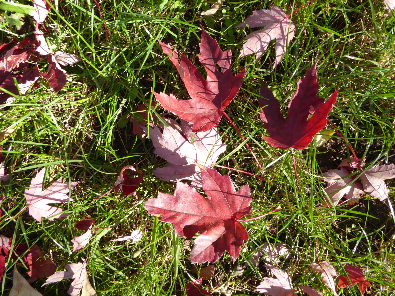 Acer × freemanii 'Autumn Blaze' - Dresden - 2019