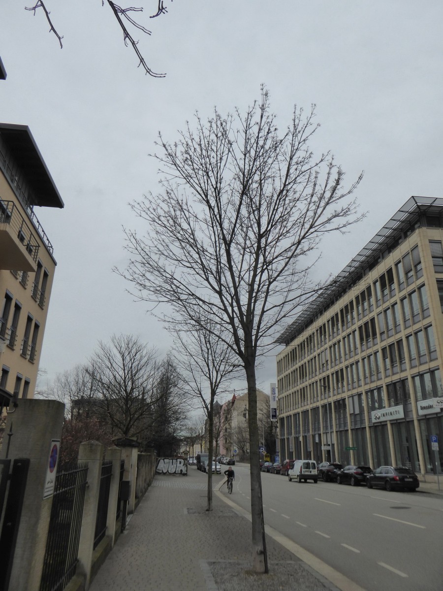 Acer platanoides 'Cleveland' - Dresden - 2017