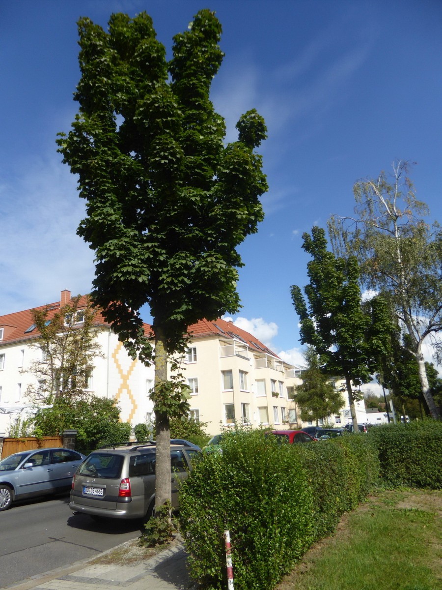 Acer platanoides 'Olmsted' - Dresden - 2017