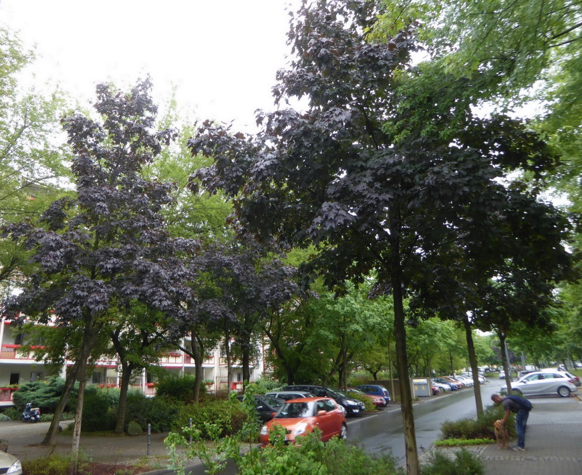 Acer platanoides 'Royal Red' - Dresden - 2017