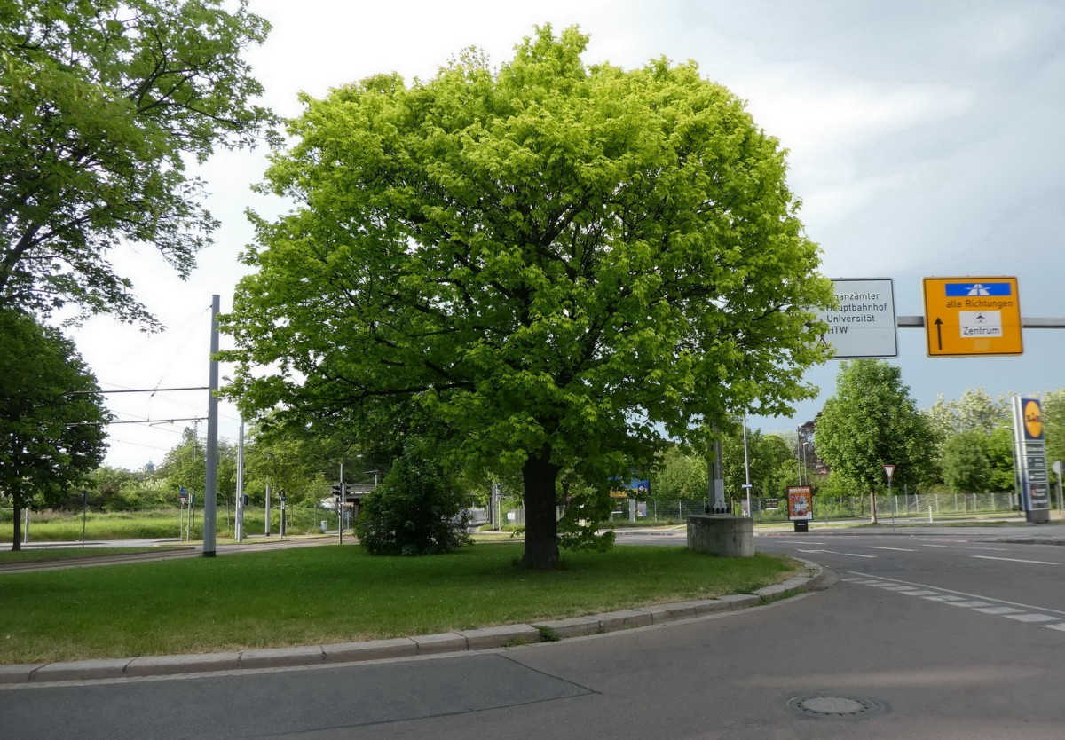 Acer pseudoplatanus 'Flavescens' - Dresden - 2018