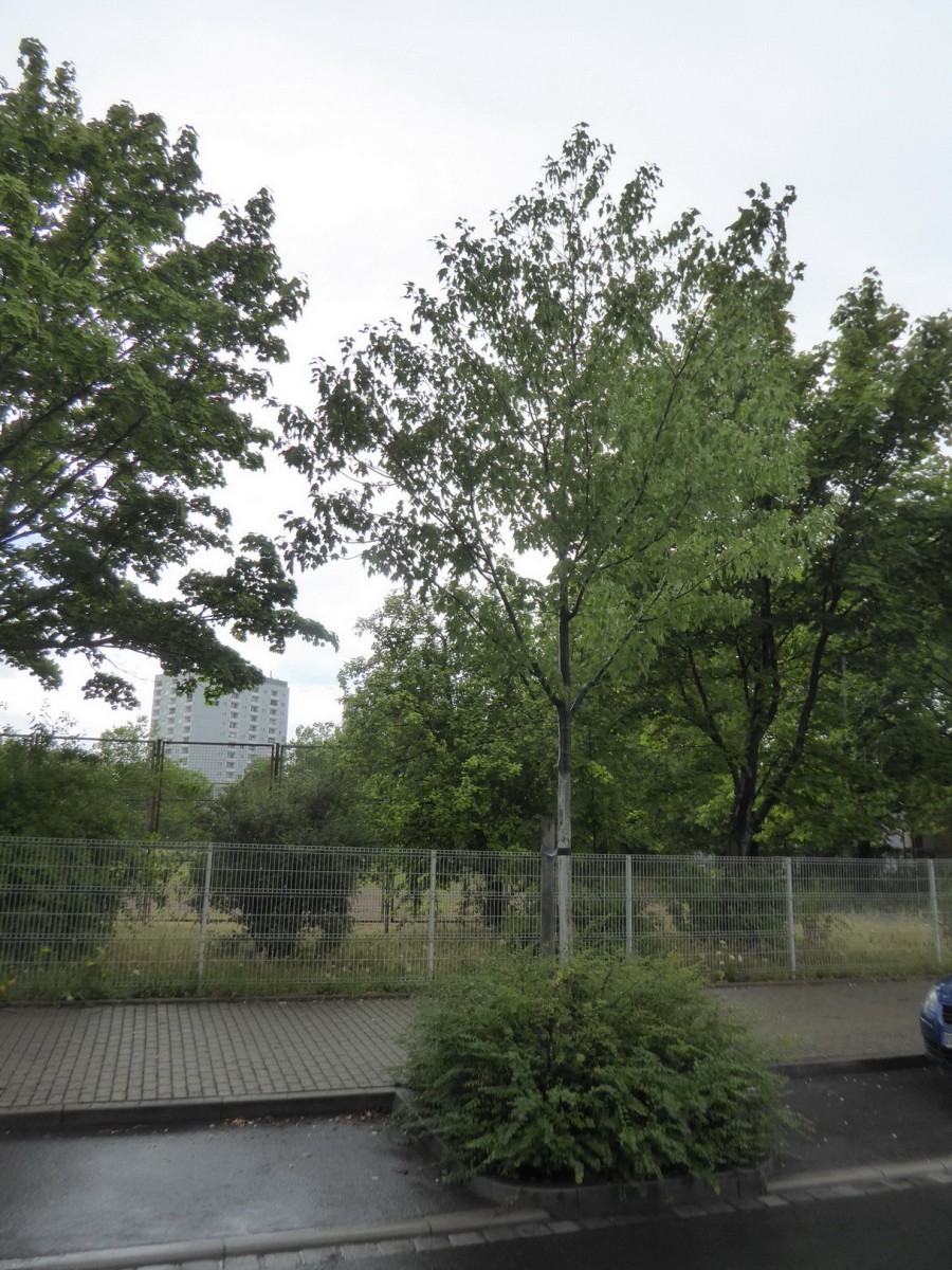 Acer rubrum 'Oktober Glory' - Dresden - 2017