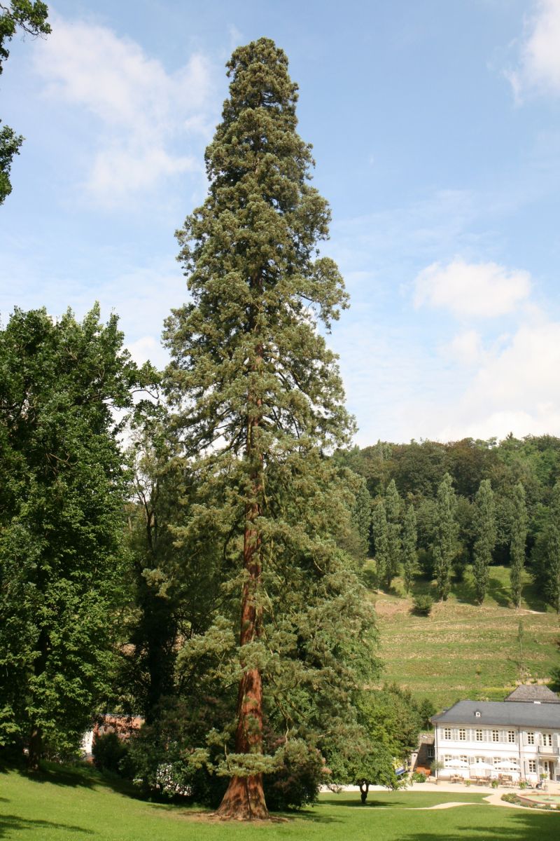 Sequoiadendron giganteum - Auerbach - 2016