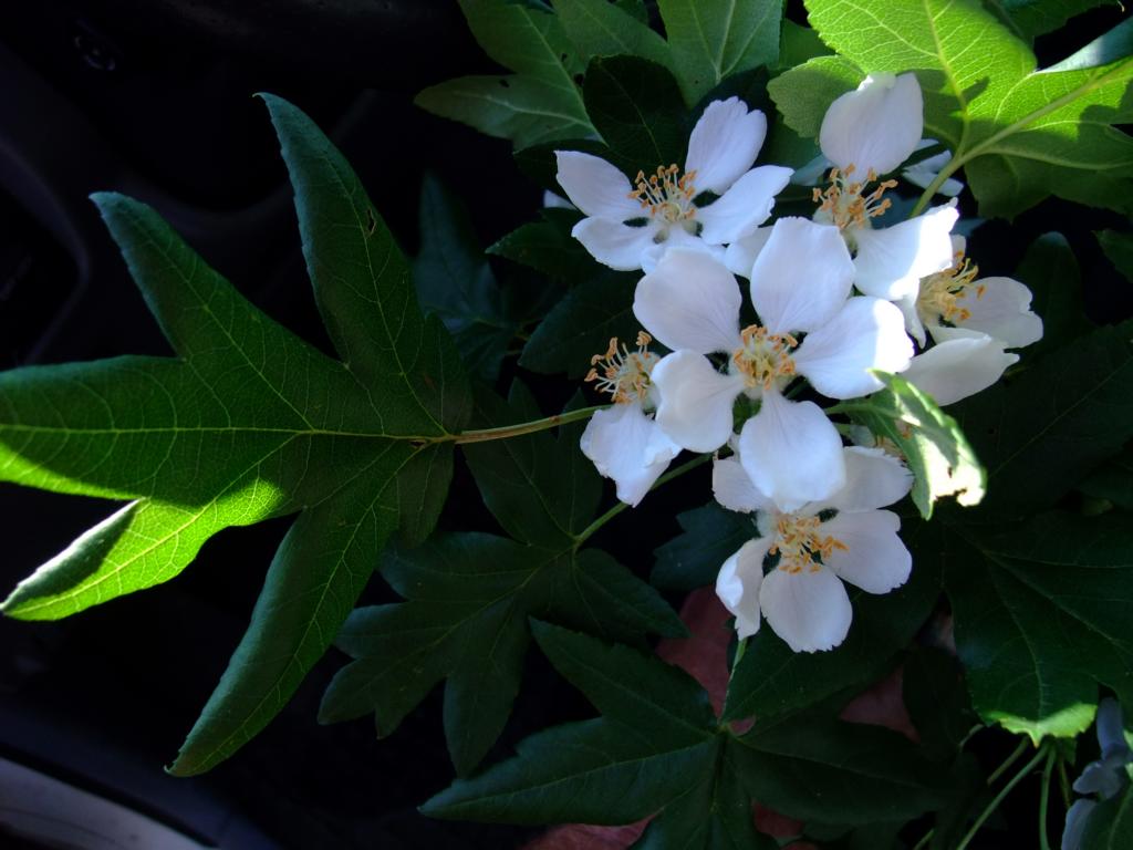 Malus trilobata - Nürnberg-Reichelsdorf - 2010