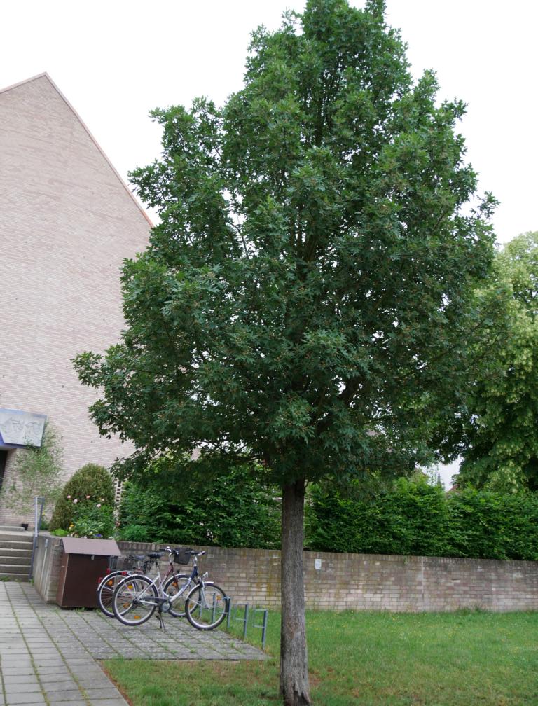 Malus trilobata - Nürnberg-Reichelsdorf - 2018