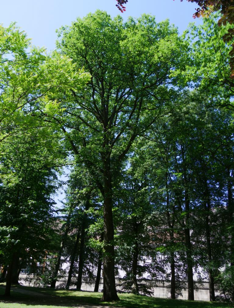 Quercus petraea 'Muscaviensis' - Ellingen - 2018