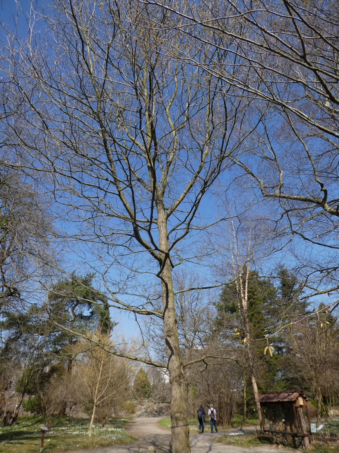 Quercus texana - Dresden - 2018