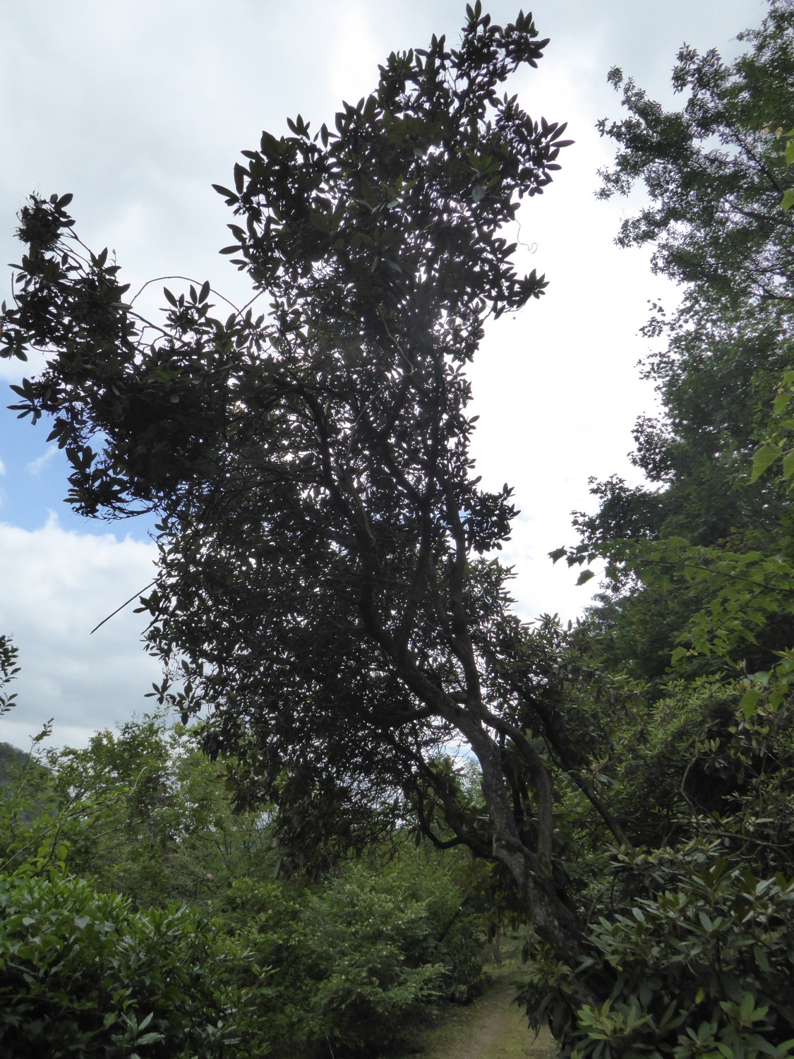 Rhododendron maximum - Tharandt - 2019