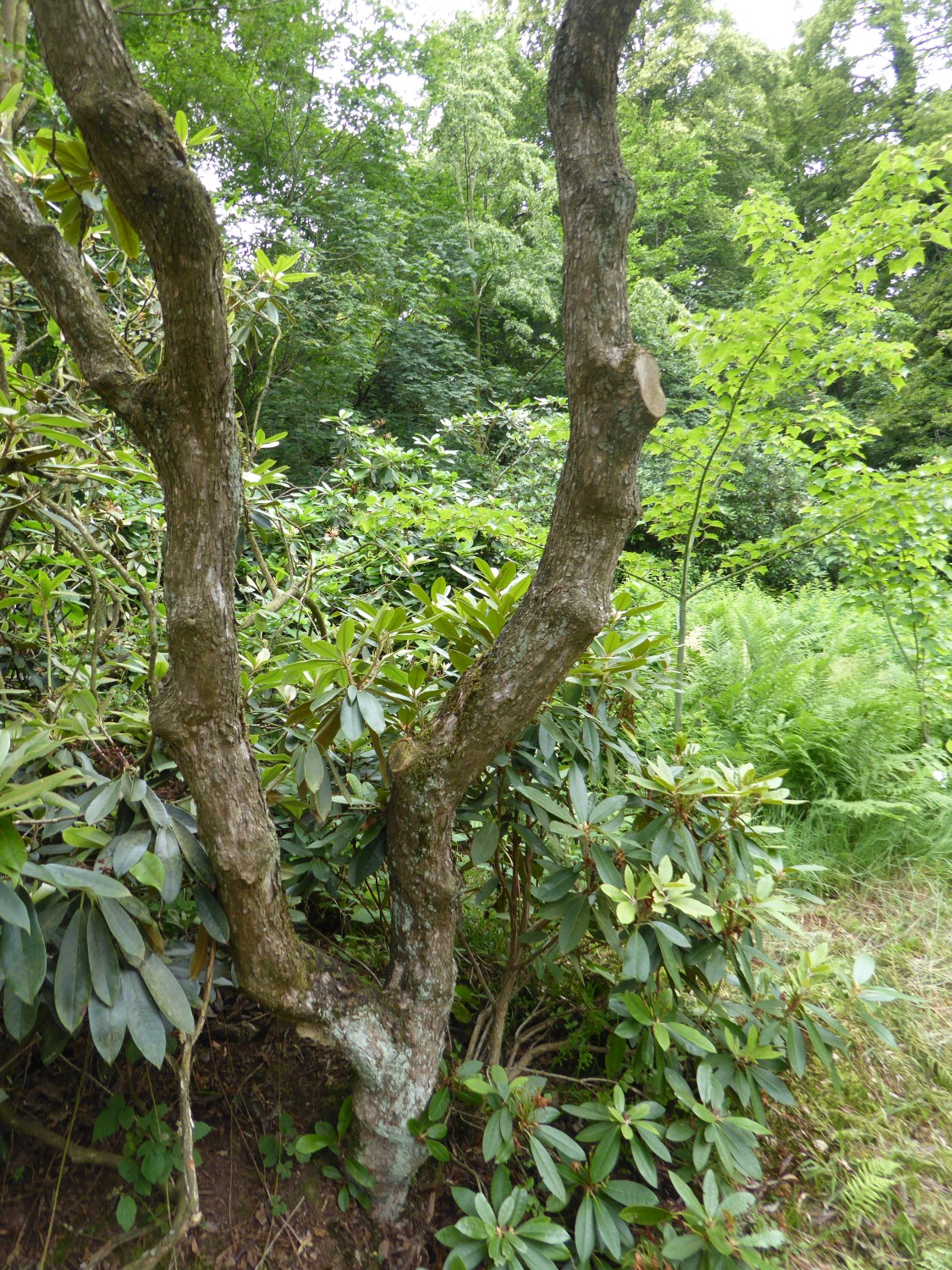 Rhododendron maximum - Tharandt - 2019