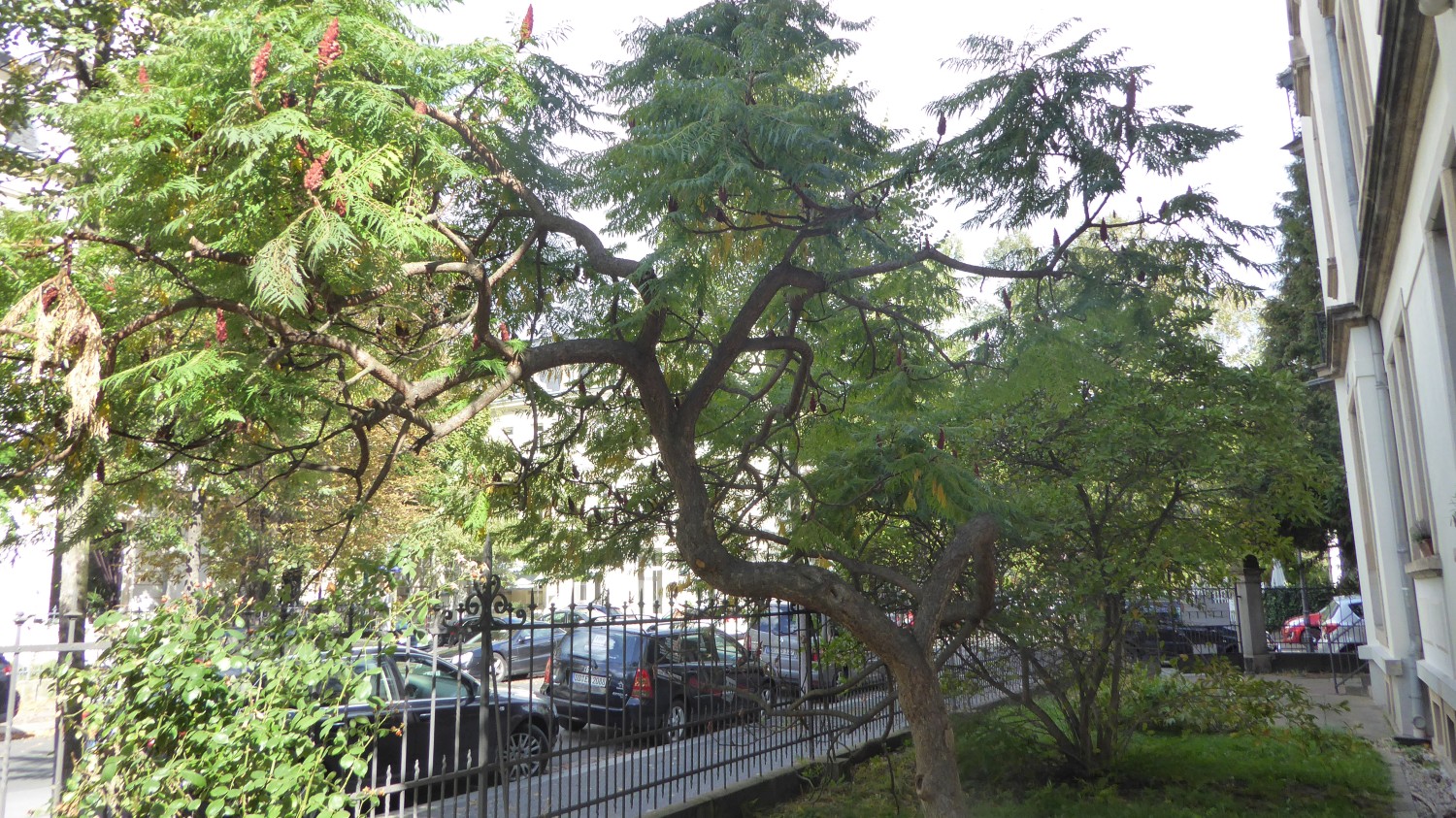 Rhus typhina 'Dissecta' - Dresden - 2018