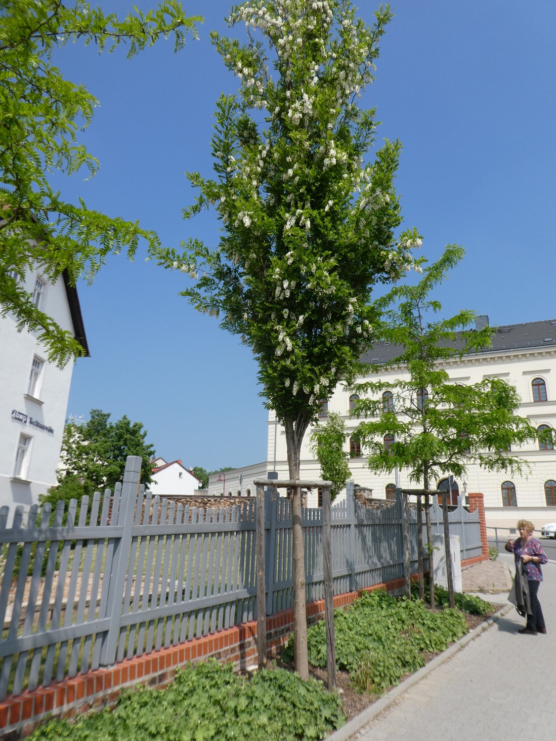 Robinia pseudoacacia 'Pyramidalis' - Borna - 2018