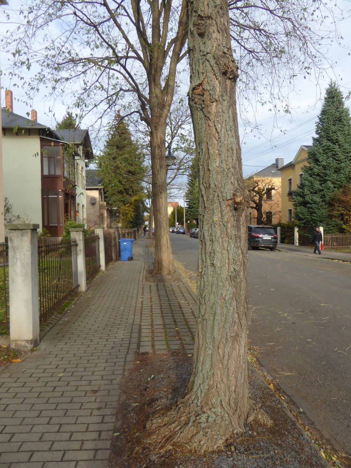 Robinia pseudoacacia 'Semperflorens' - Dresden - 2017