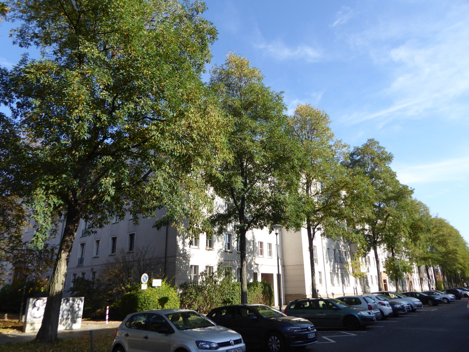 Robinia pseudoacacia 'Unifolia' - Dresden - 2019