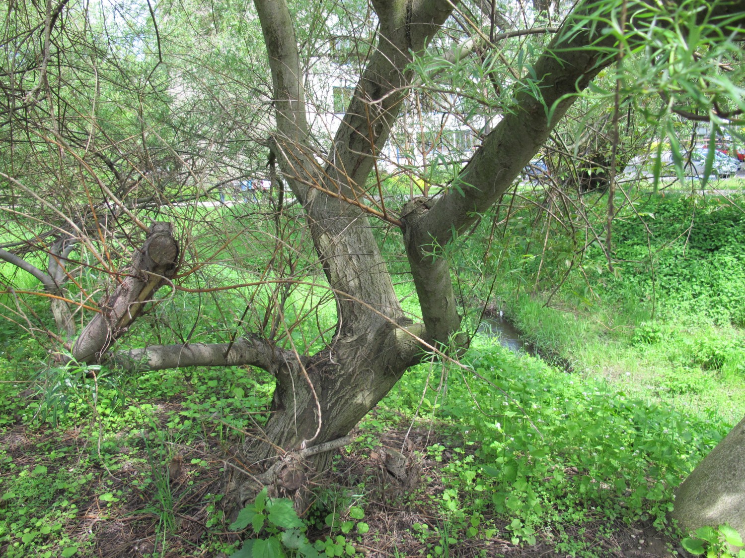 Salix elaeagnos 'Angustifolia' - Dresden - 2013