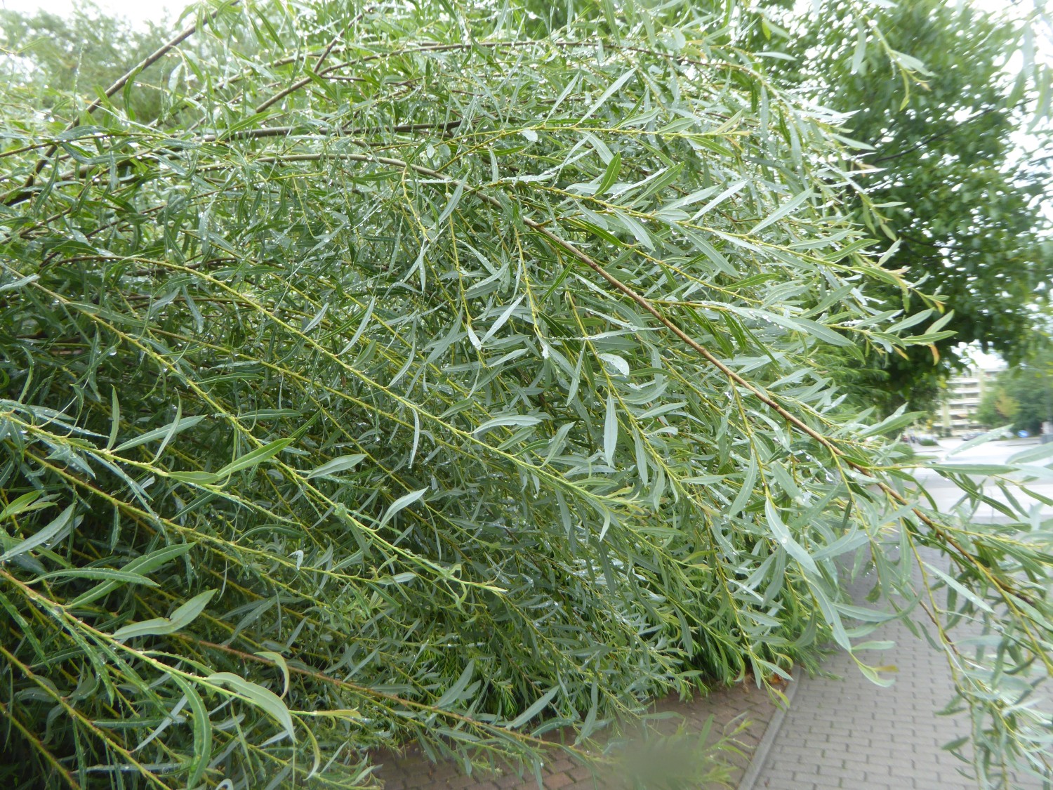 Salix elaeagnos 'Angustifolia' - Dresden - 2017