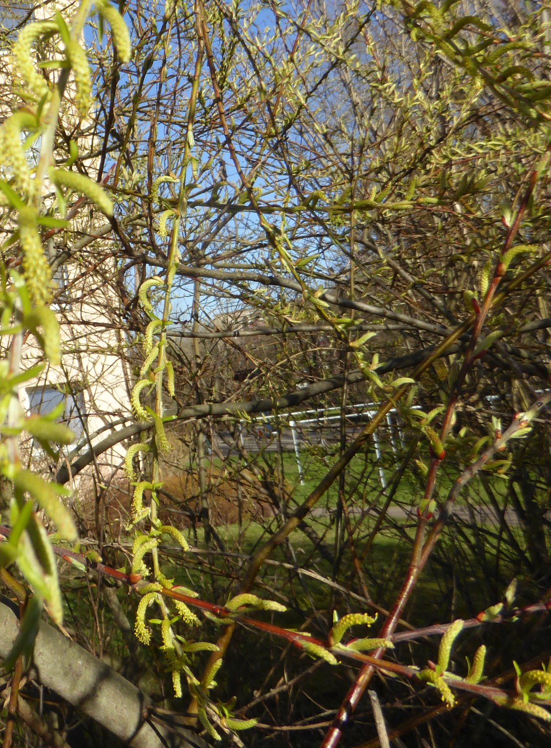 Salix elaeagnos 'Angustifolia' - Dresden - 2017