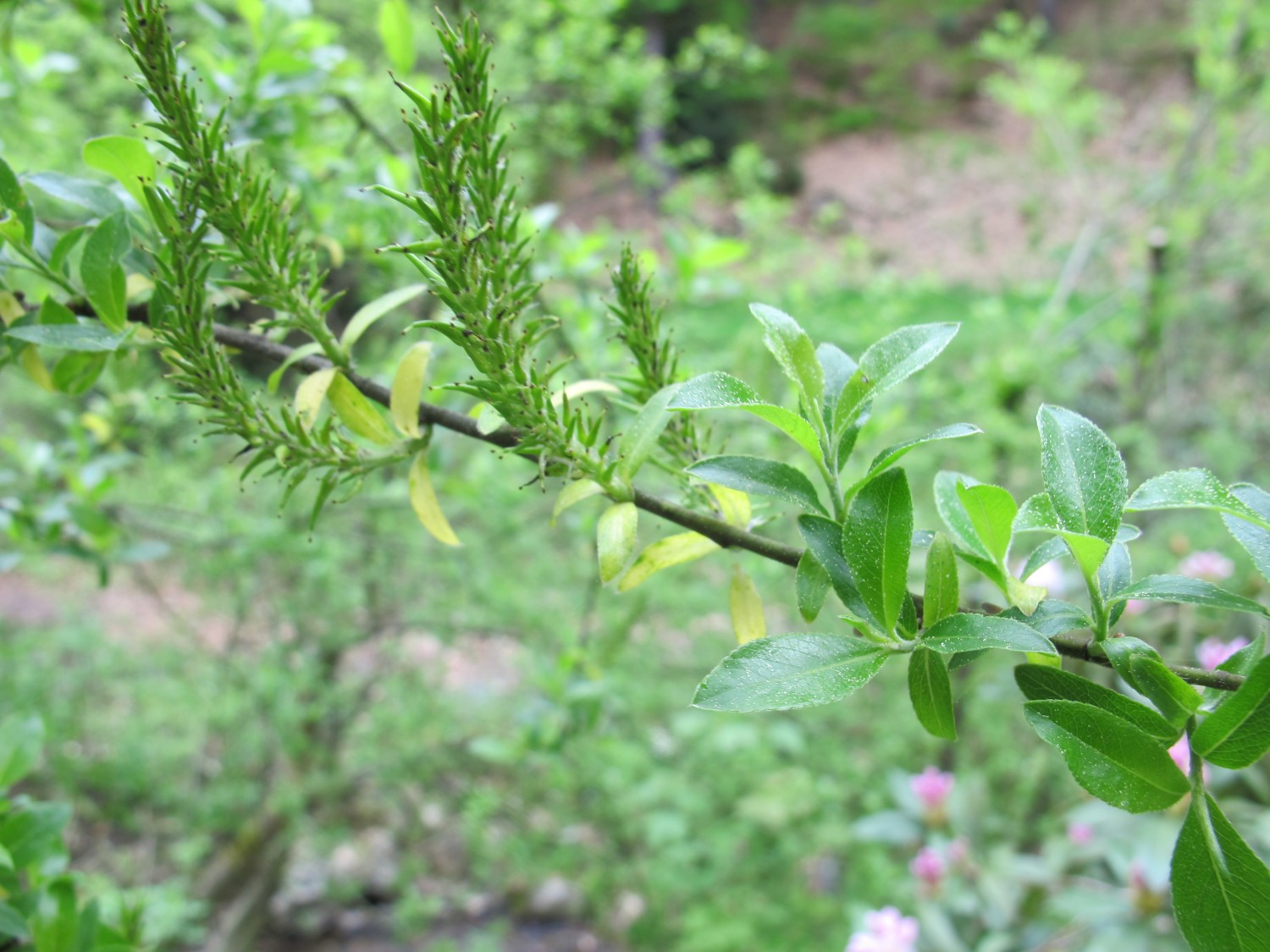 Salix myrsinifolia - Tharandt - 2013