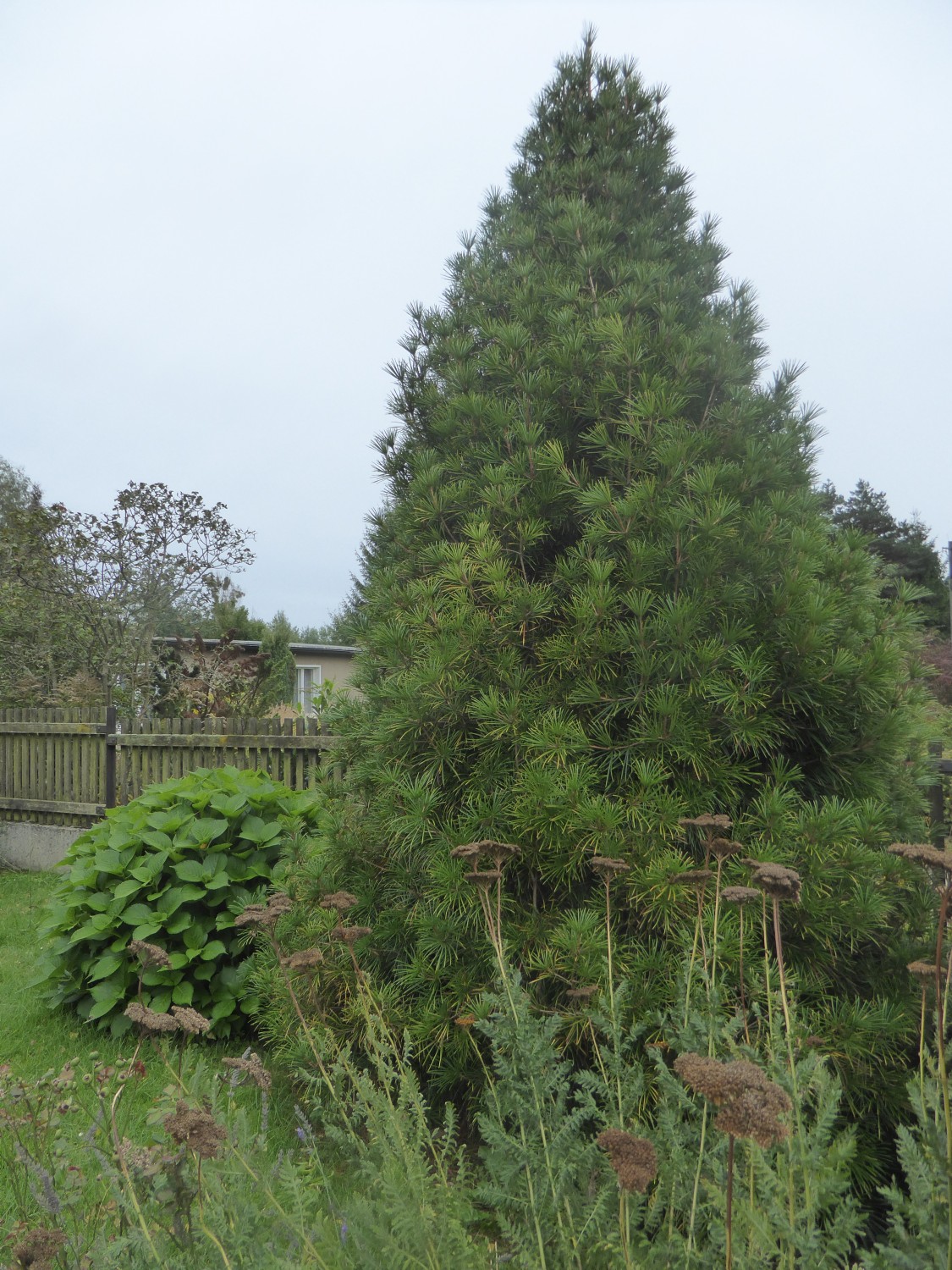 Sciadopitys verticillata - Dresden - 2017