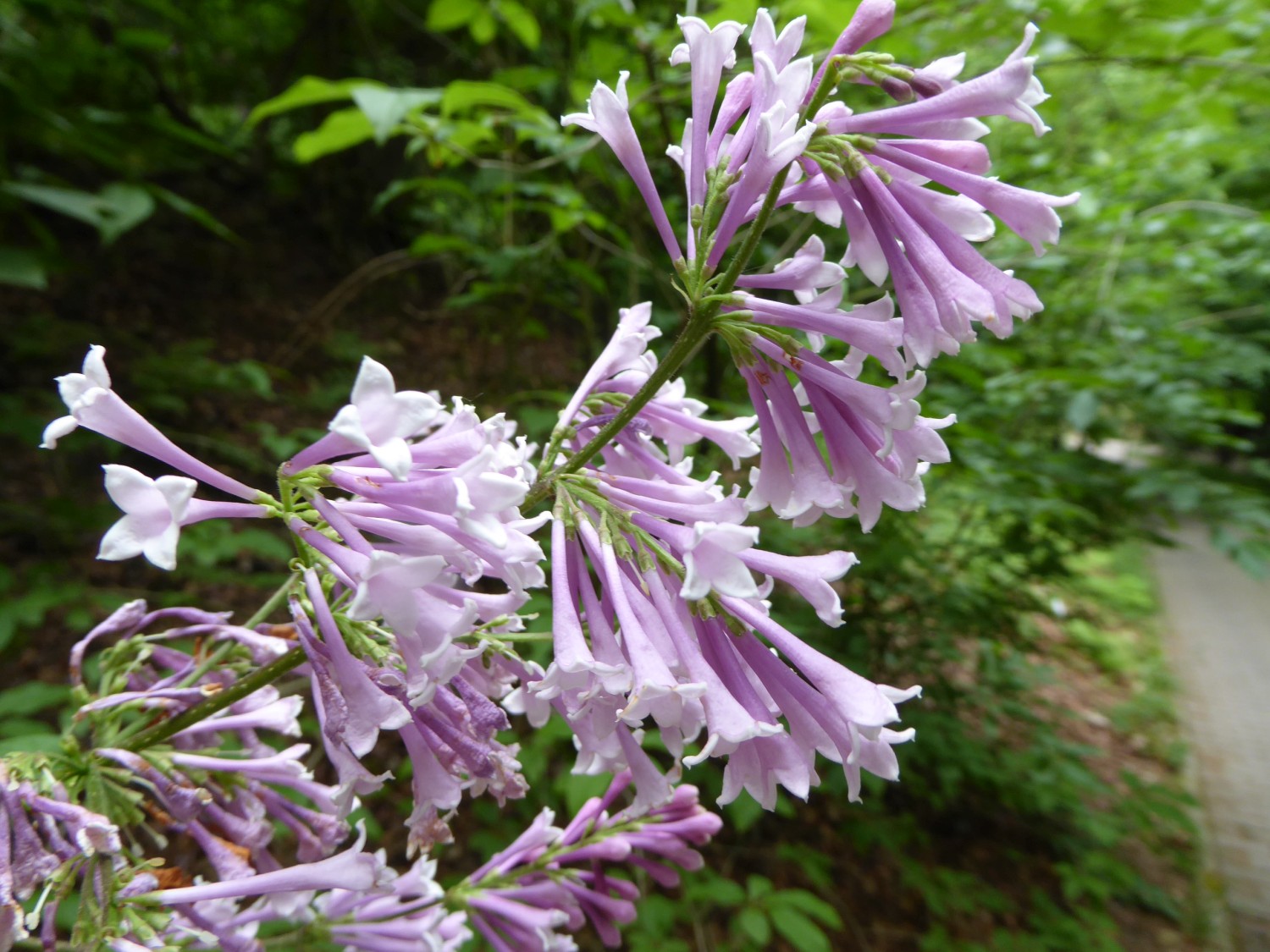 Syringa wolfii - Tharandt - 2015